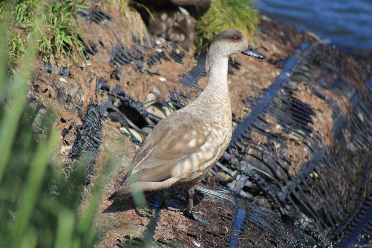 Crested Duck - ML645840566