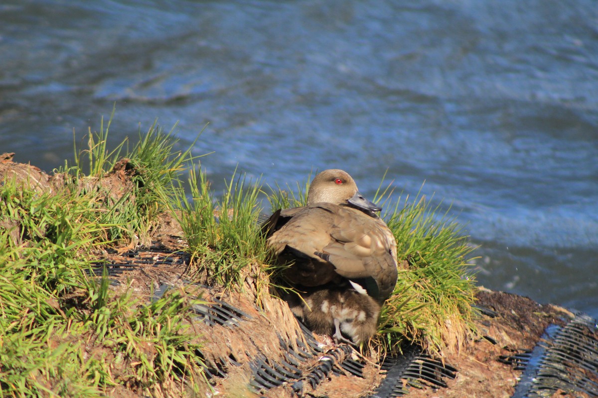 Crested Duck - ML645840568