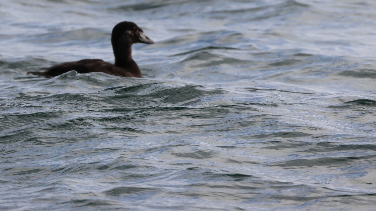 Surf Scoter - ML645840574