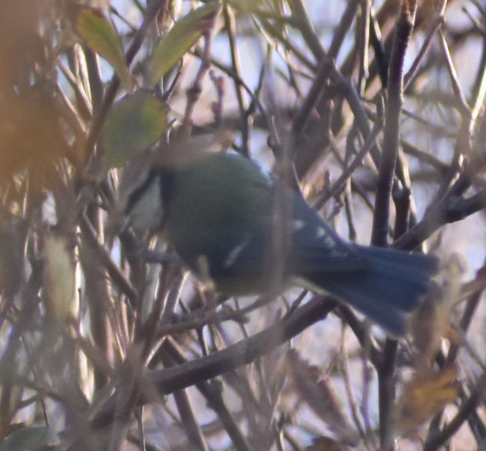 Eurasian Blue Tit - ML645840575