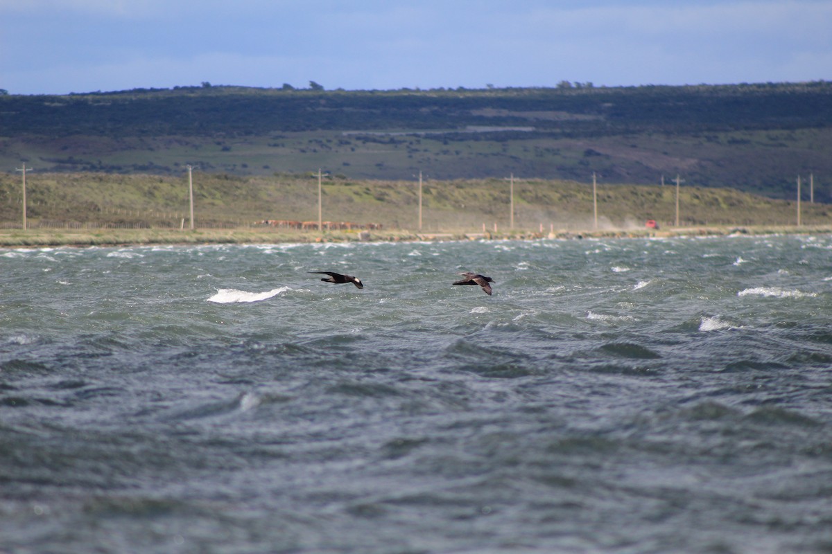 Southern Giant-Petrel - ML645840579