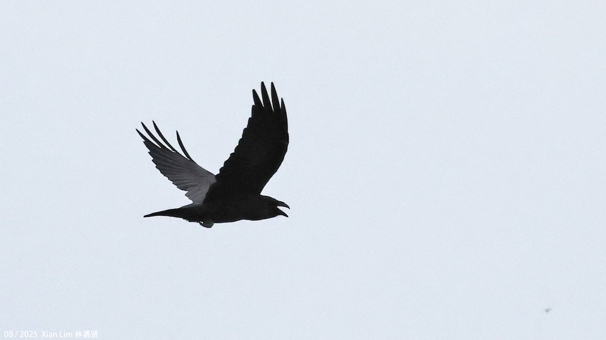 Common Raven - ML645840607