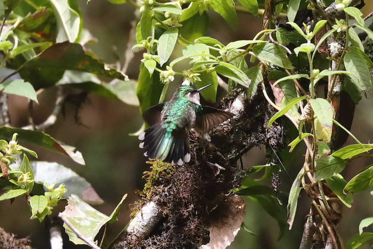 Green-crowned Plovercrest - ML645840609