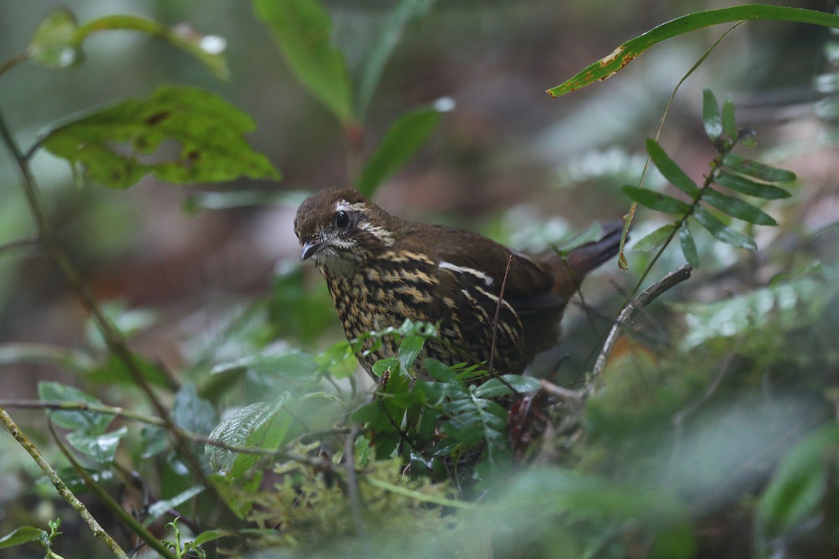 Rufous-tailed Antthrush - ML645840627