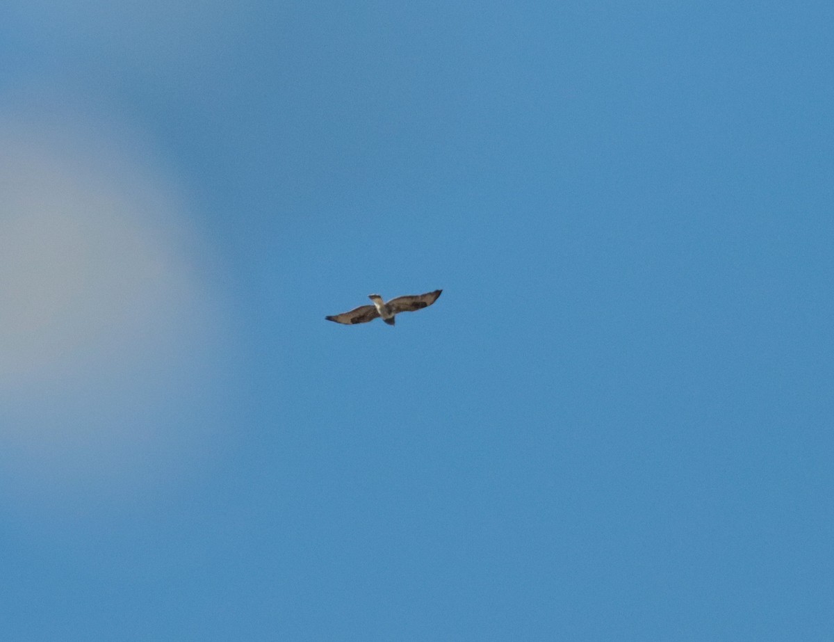 Rough-legged Hawk - ML645840630