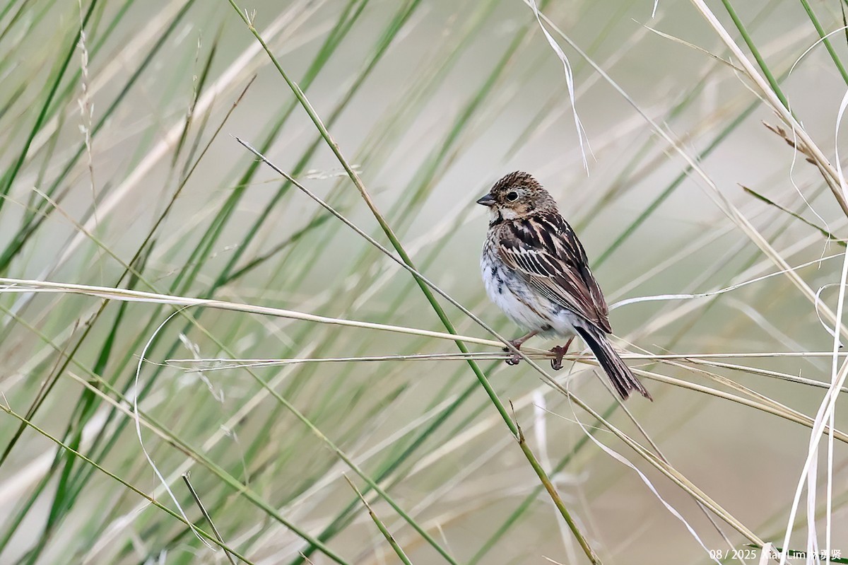 Вівсянка полярна - ML645840637