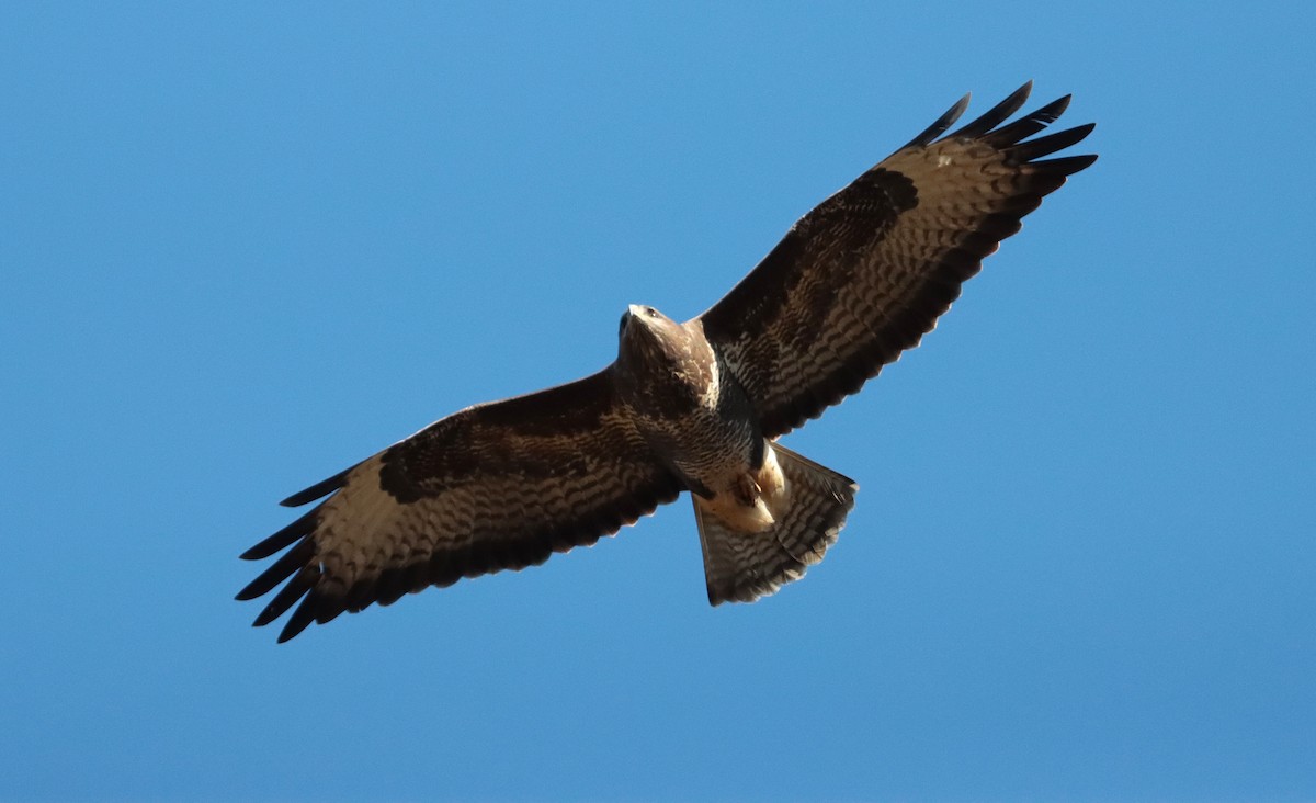 Канюк звичайний - ML645840640