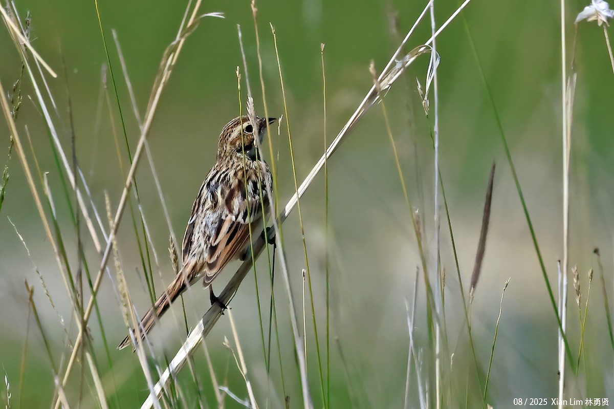 Вівсянка полярна - ML645840643