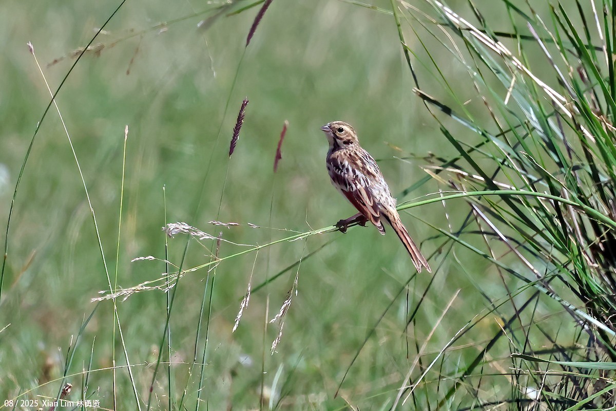 Вівсянка полярна - ML645840644