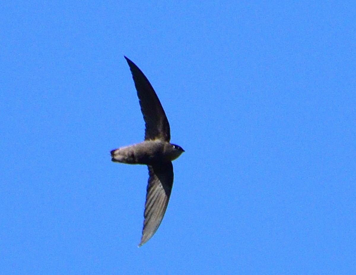 Голкохвіст південний - ML645840645