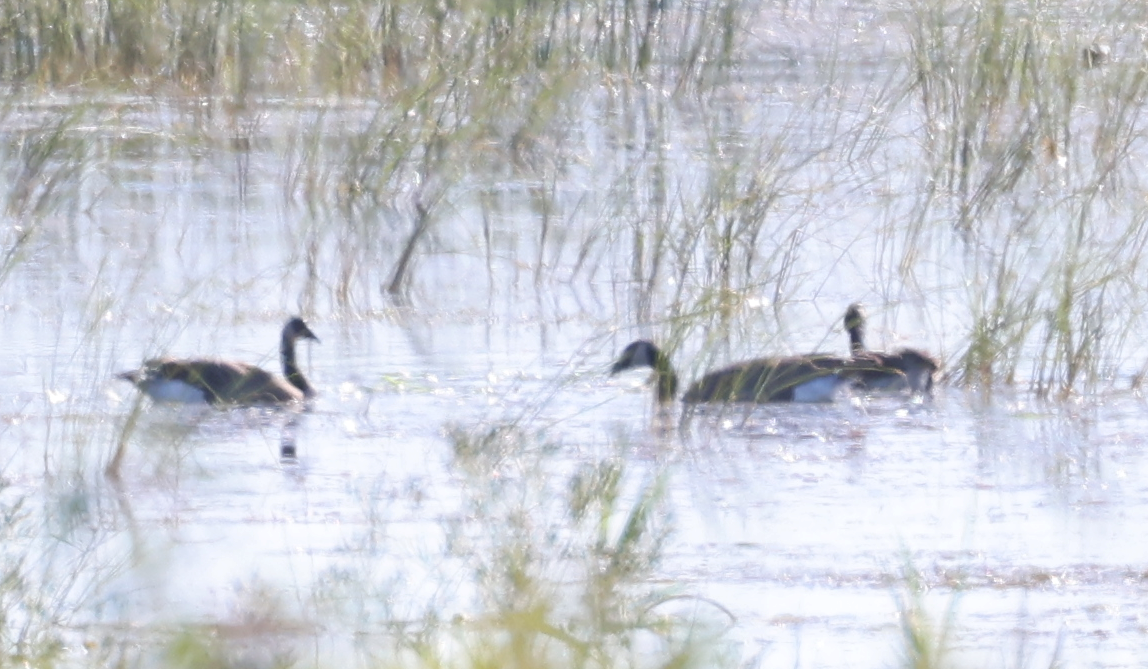 Казарка канадська - ML645840647