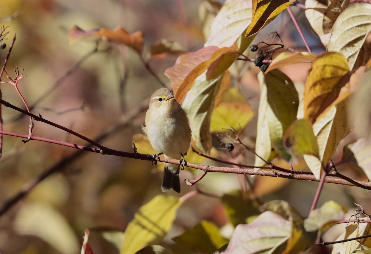 Вівчарик-ковалик - ML645840648