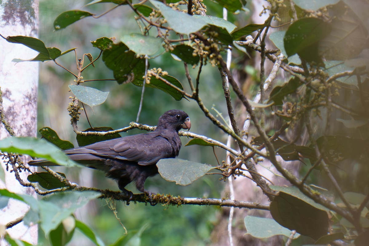 Папужець-ваза малий - ML645840649
