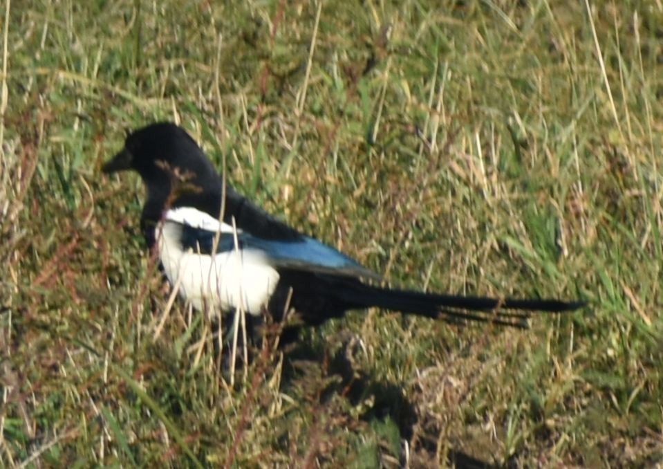 Сорока звичайна - ML645840650