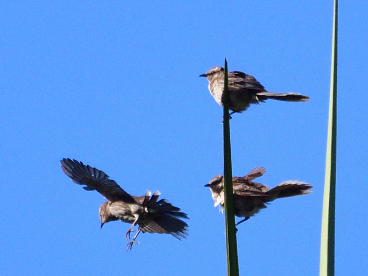 Пересмішник білобровий - ML645840652