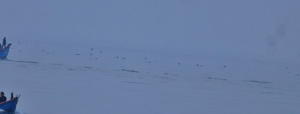 Буревісник світлоногий - ML645840654