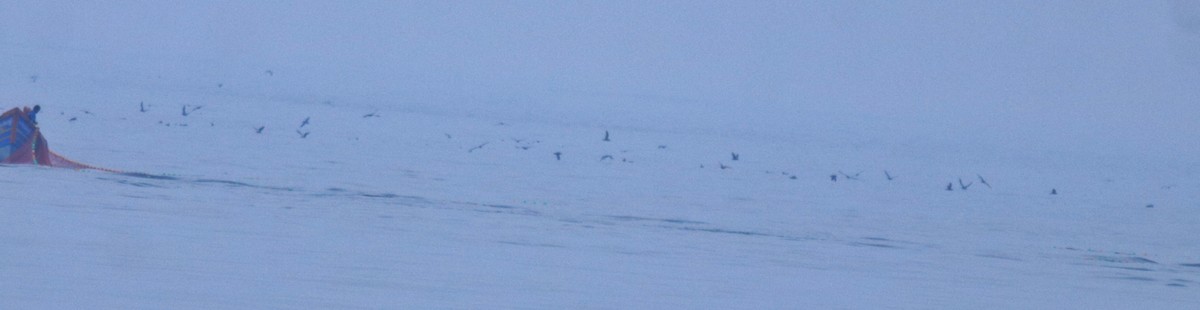 Буревісник світлоногий - ML645840655