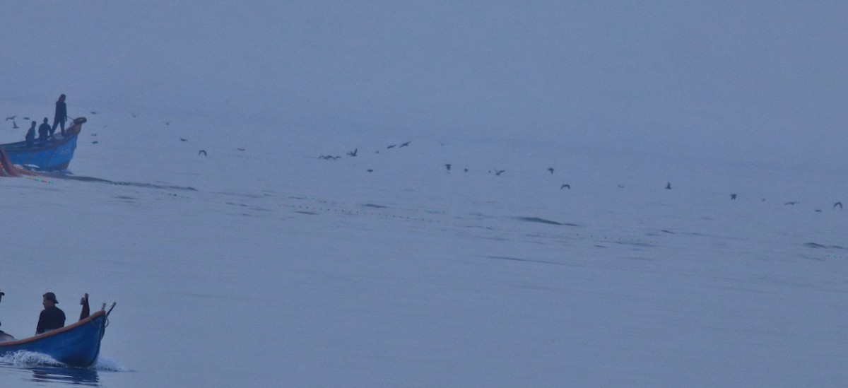 Буревісник світлоногий - ML645840657