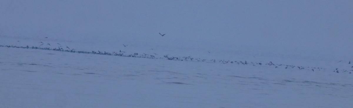 Буревісник світлоногий - ML645840658