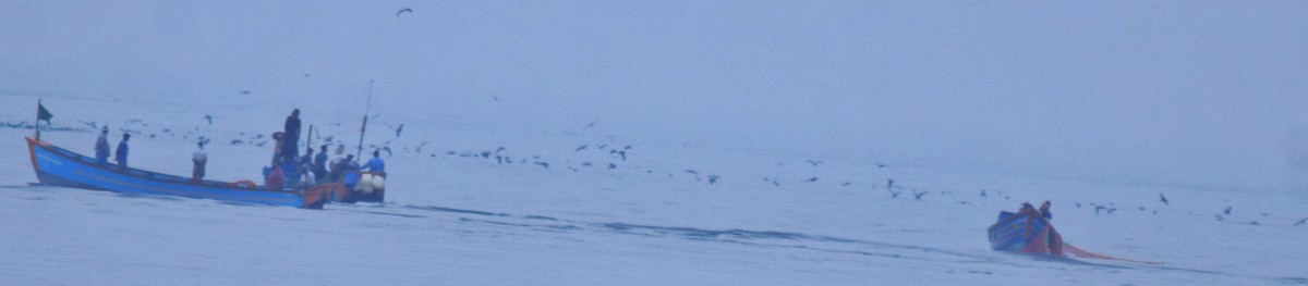 Буревісник світлоногий - ML645840659