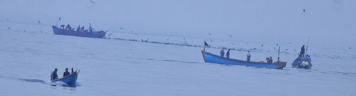 Буревісник світлоногий - ML645840660