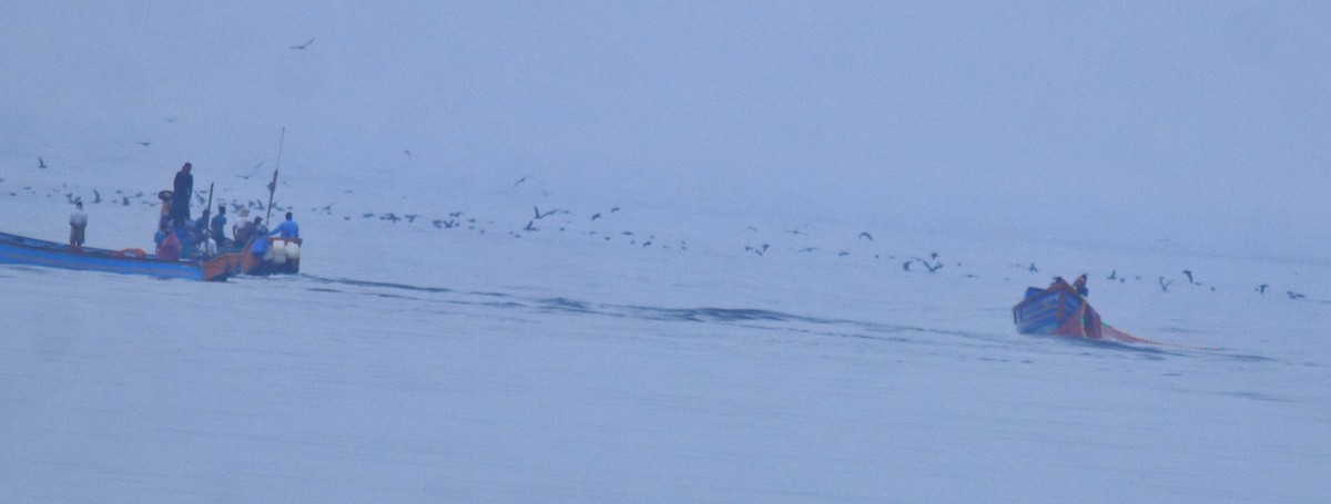 Буревісник світлоногий - ML645840661