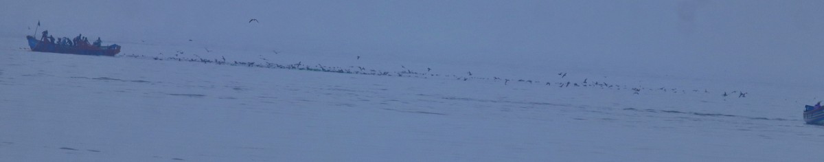 Буревісник світлоногий - ML645840663