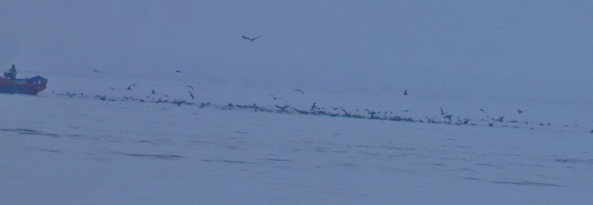 Буревісник світлоногий - ML645840664