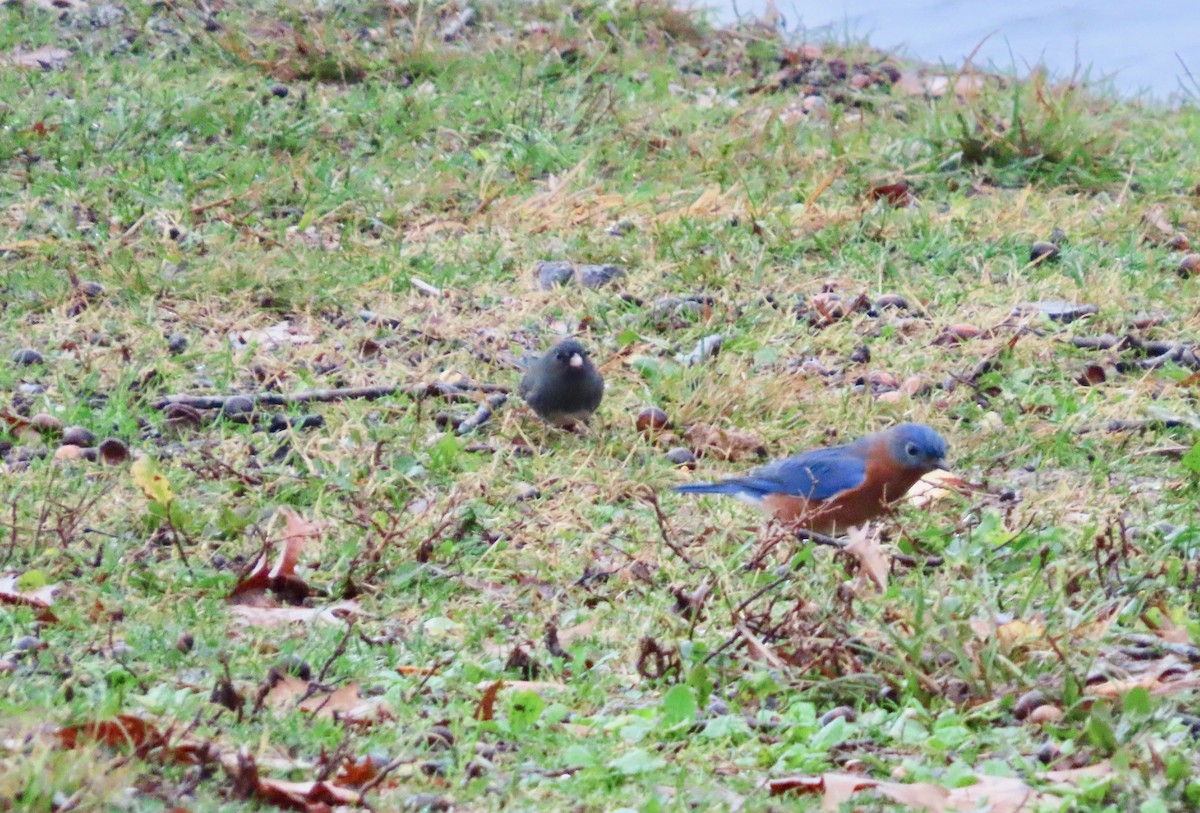 Блакитник східний - ML645840667