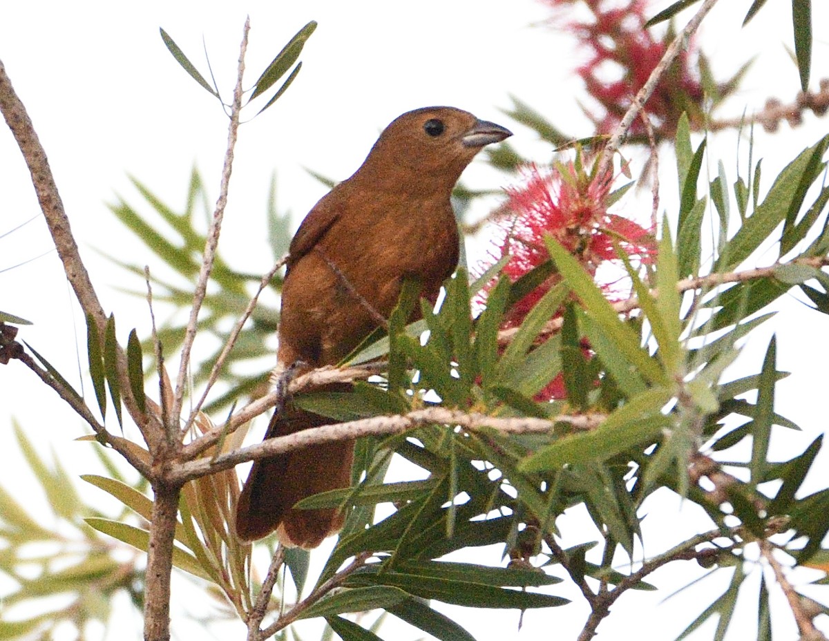 Танагра-жалібниця велика - ML645840671