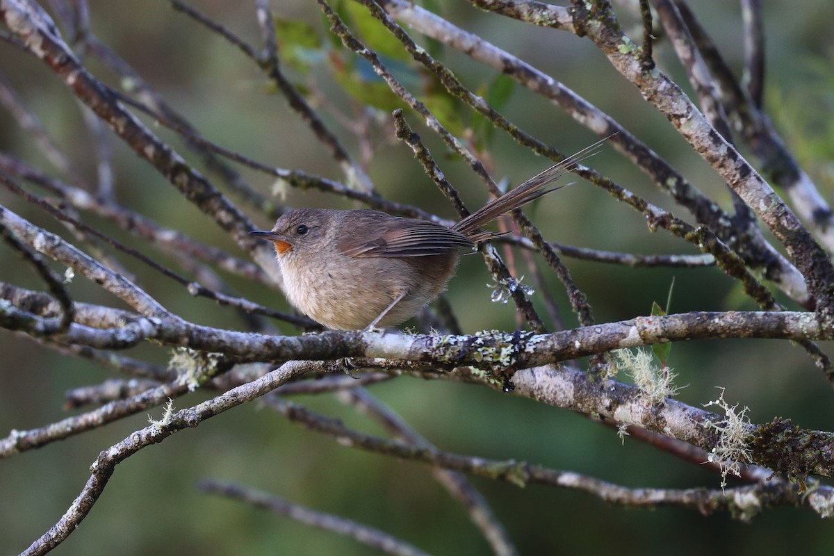 Корпуана чагарникова - ML645840672