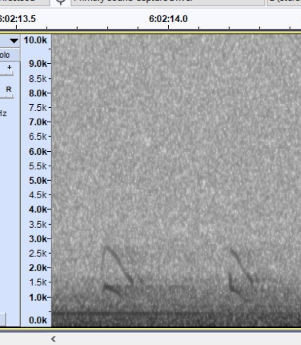 Northern Saw-whet Owl - ML645840679