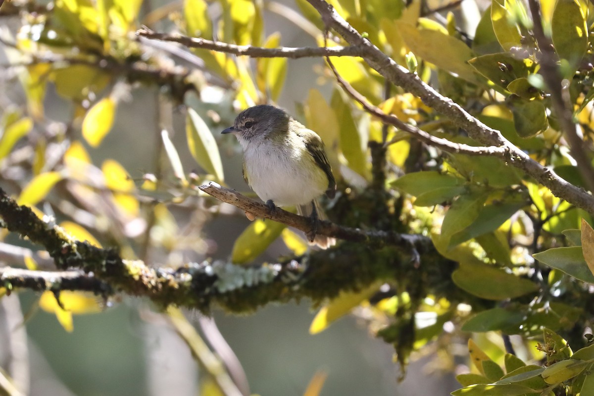 Gray-capped Tyrannulet - ML645840680