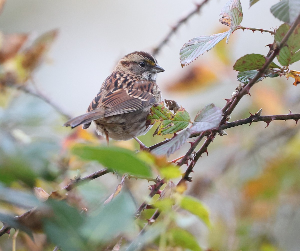 White-throated Sparrow - ML645840683