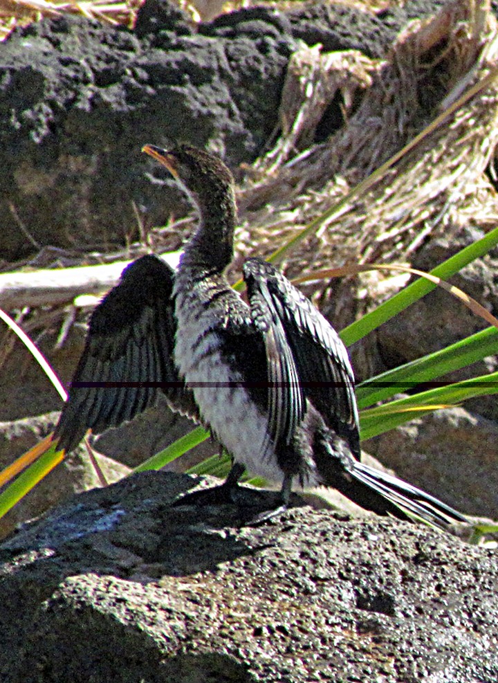 kormorán dlouhoocasý - ML645840684