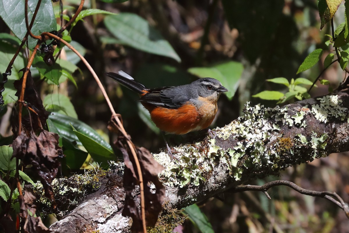 Buff-throated Warbling Finch - ML645840686