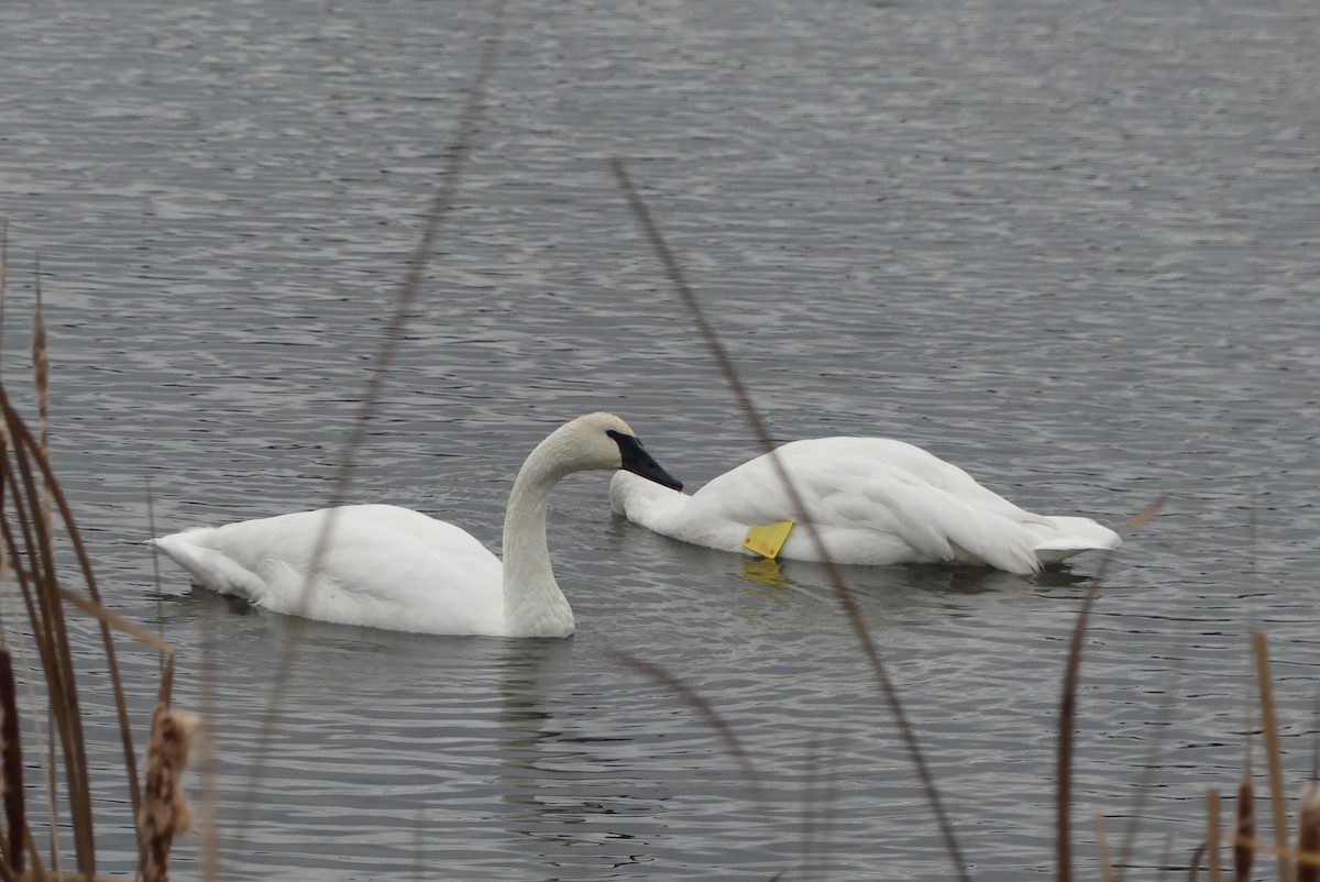 Trumpeter Swan - ML645840696