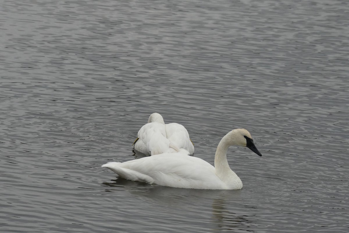 Trumpeter Swan - ML645840697