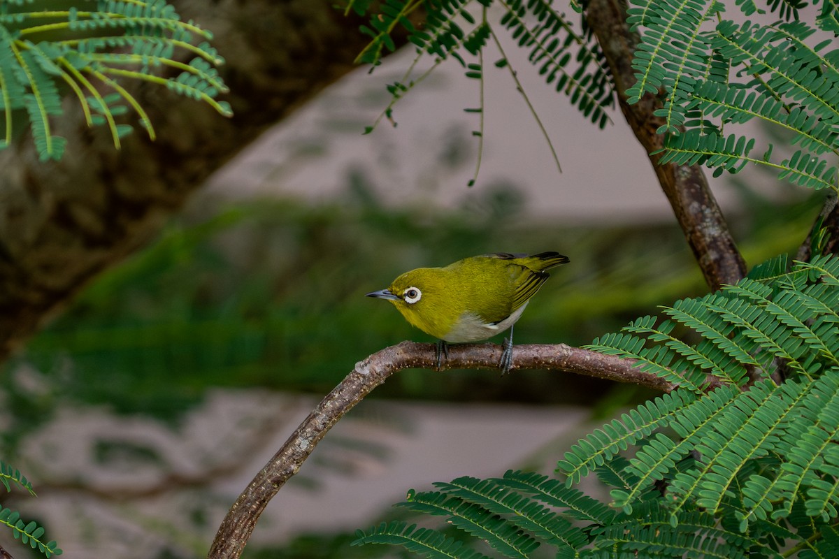 hagebrillefugl - ML645840705