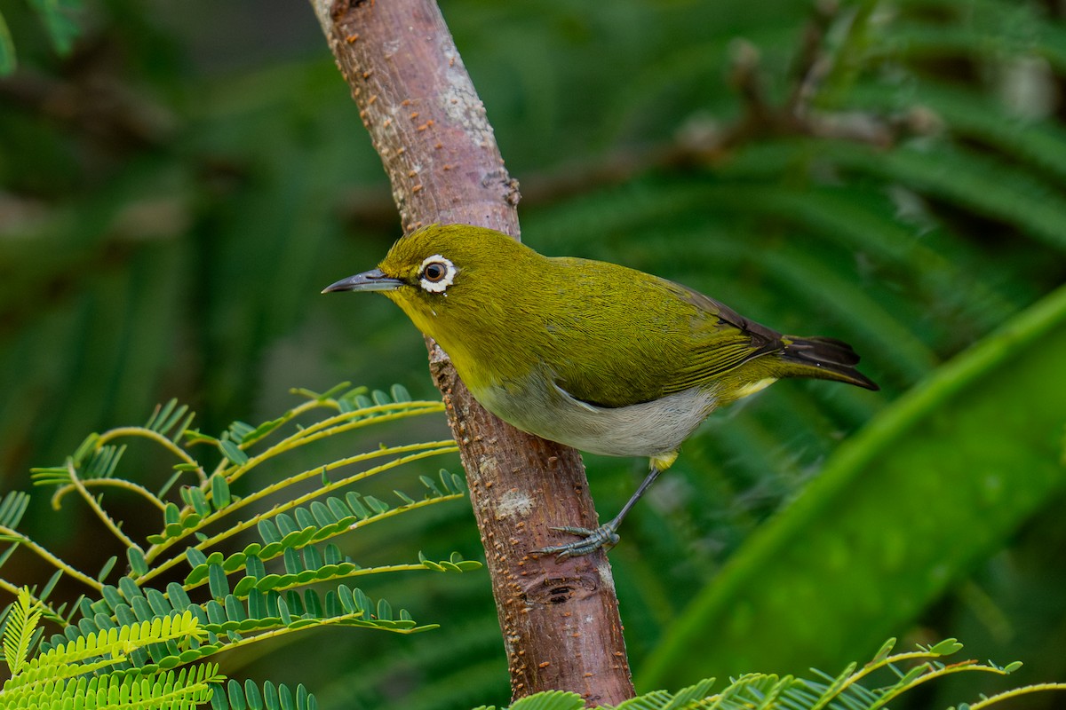 hagebrillefugl - ML645840706