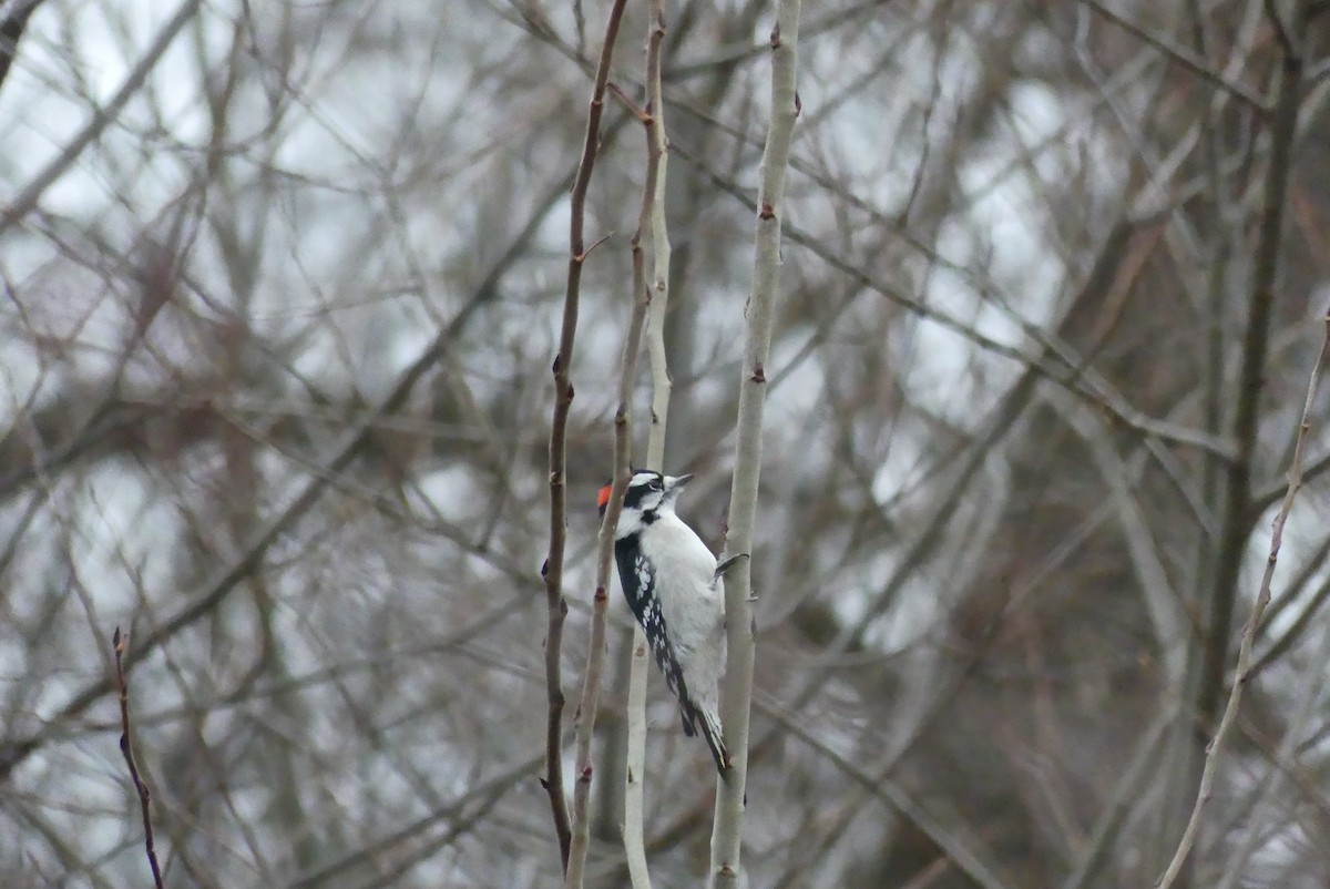 Downy Woodpecker - ML645840707