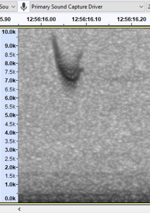 Пасовник північний - ML645840709