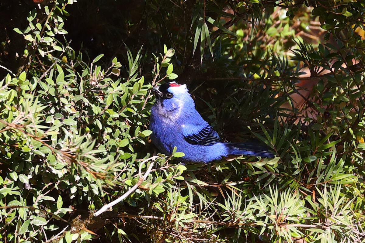 Diademed Tanager - ML645840711