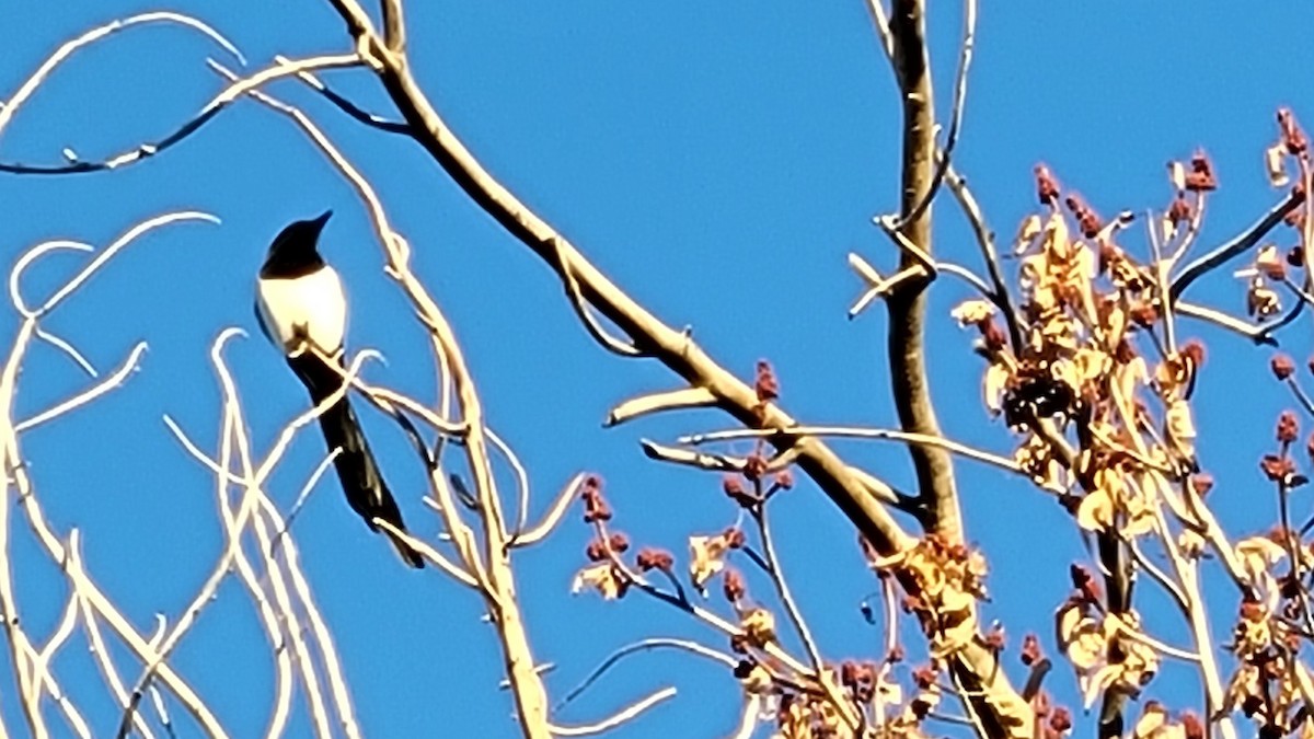 straka americká - ML645840713