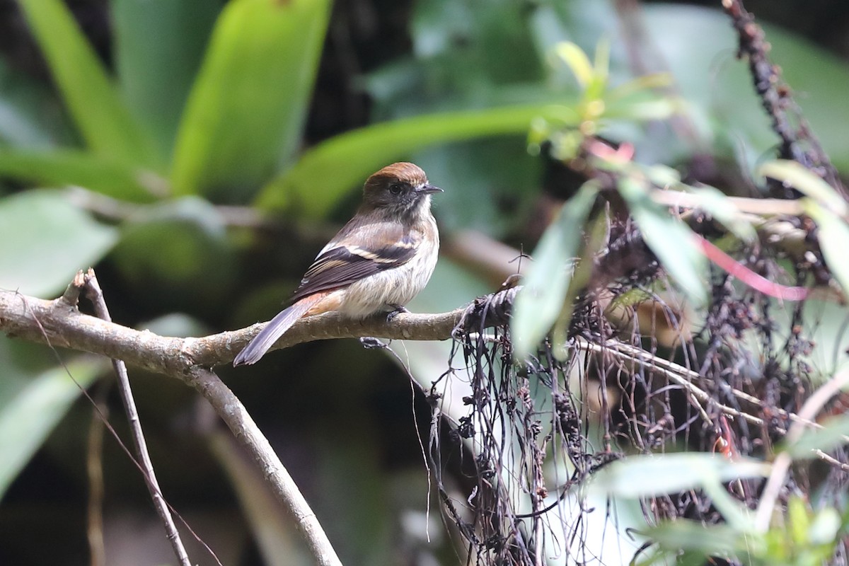 Bran-colored Flycatcher - ML645840739