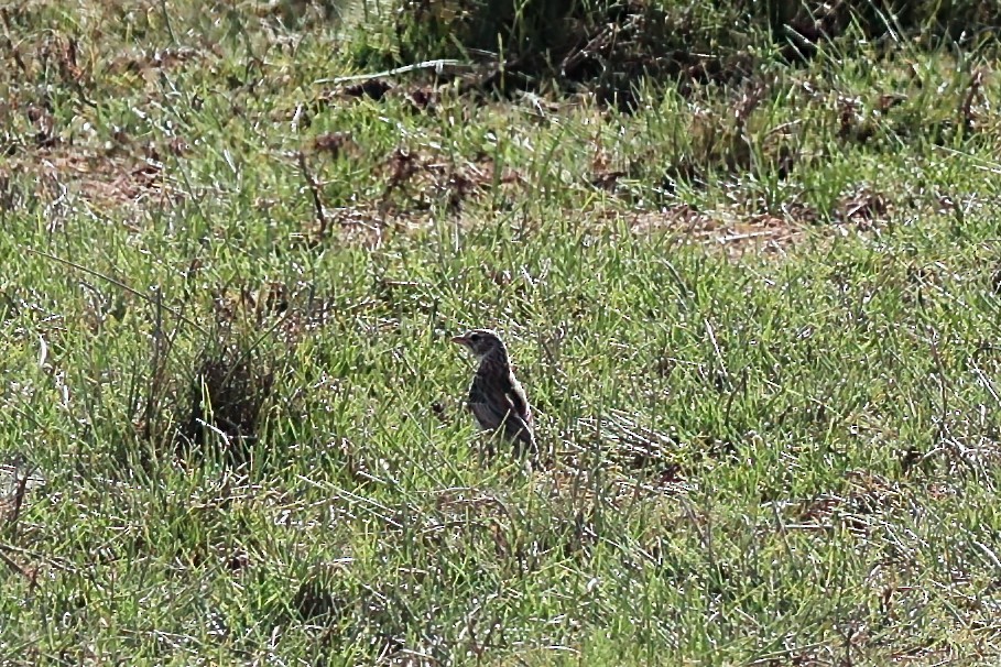 Madagascar Lark - ML645840748