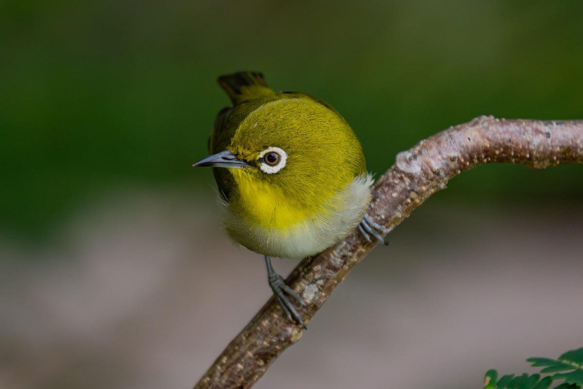 hagebrillefugl - ML645840750