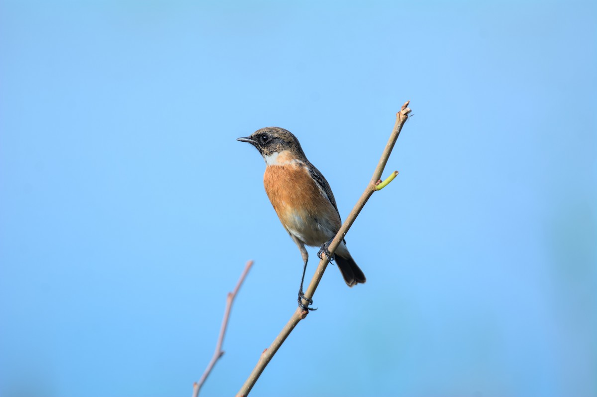 European Stonechat - ML645840763