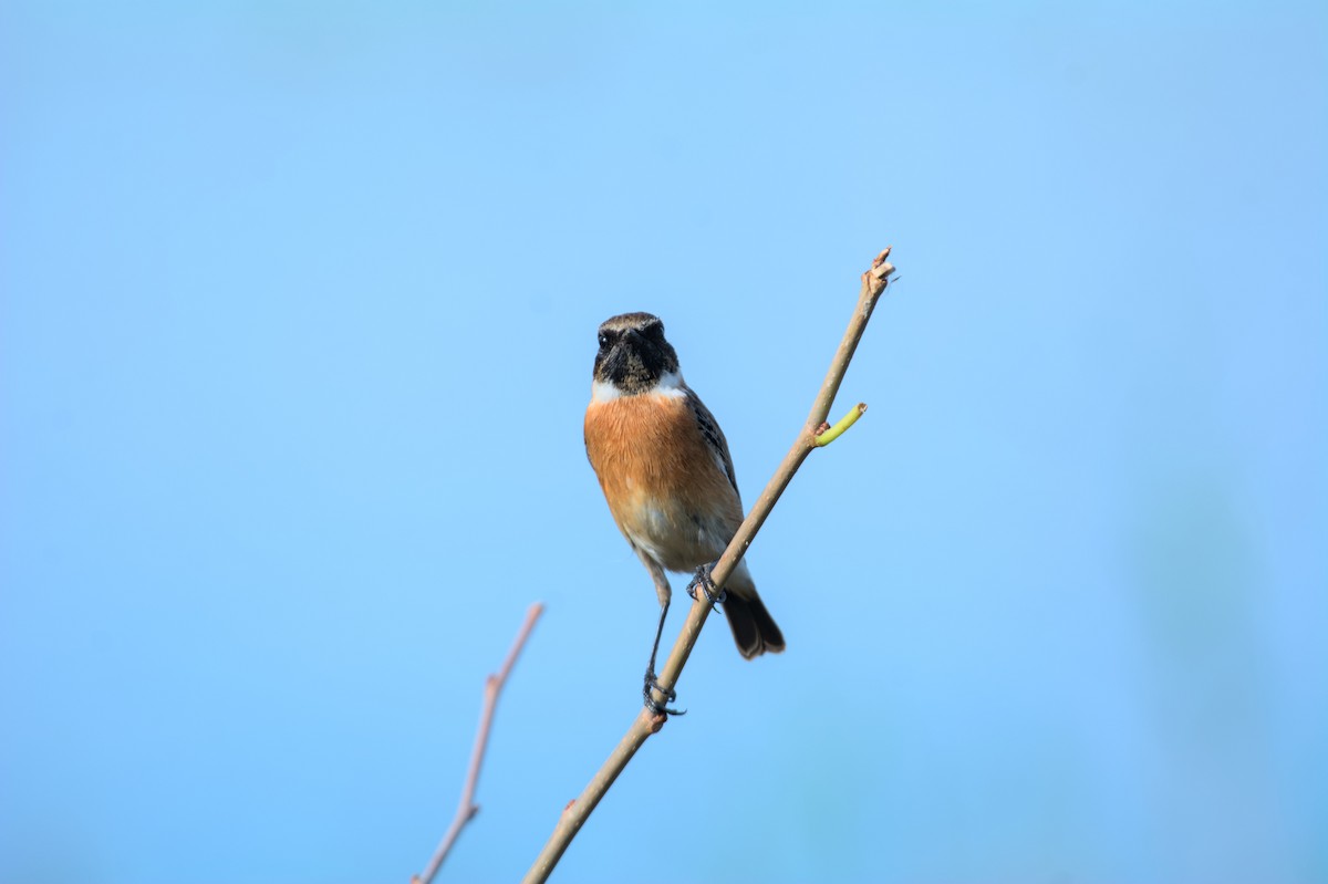 European Stonechat - ML645840764