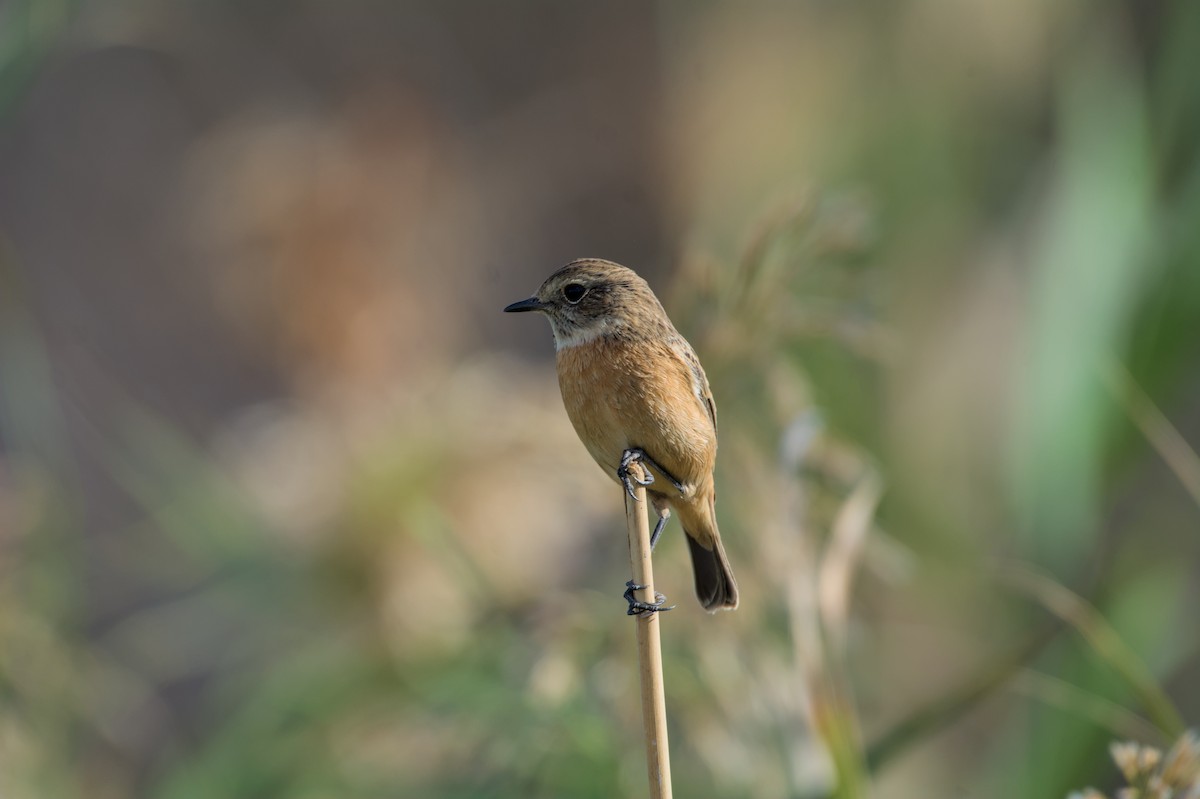 European Stonechat - ML645840765